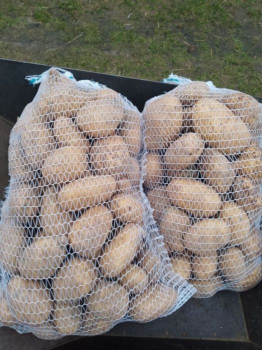 Ziemniaki irys ricardia Ignacy- żółta  Queen Anna.Vineta  Dostępne wie