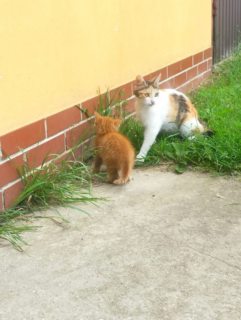 Kot kotek kotka do adopcji