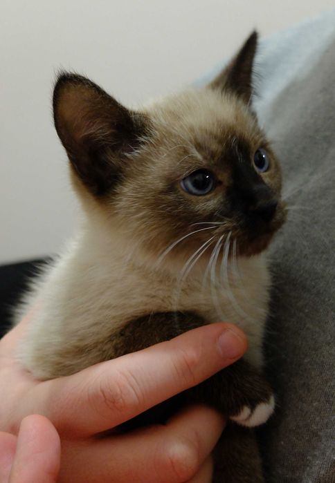 Гарненьке сіамське 3 місячне кошеня котик