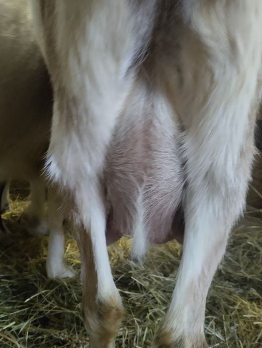 Коза дійна 2 роки