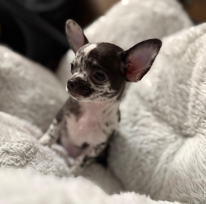 Cudny piesek Chichuahua Black/Brown merle