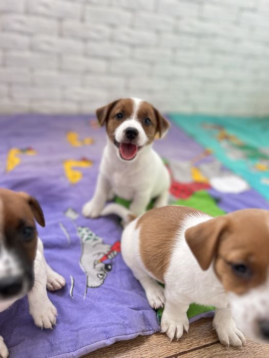 Дівчатка , хлопчики джек рассел.