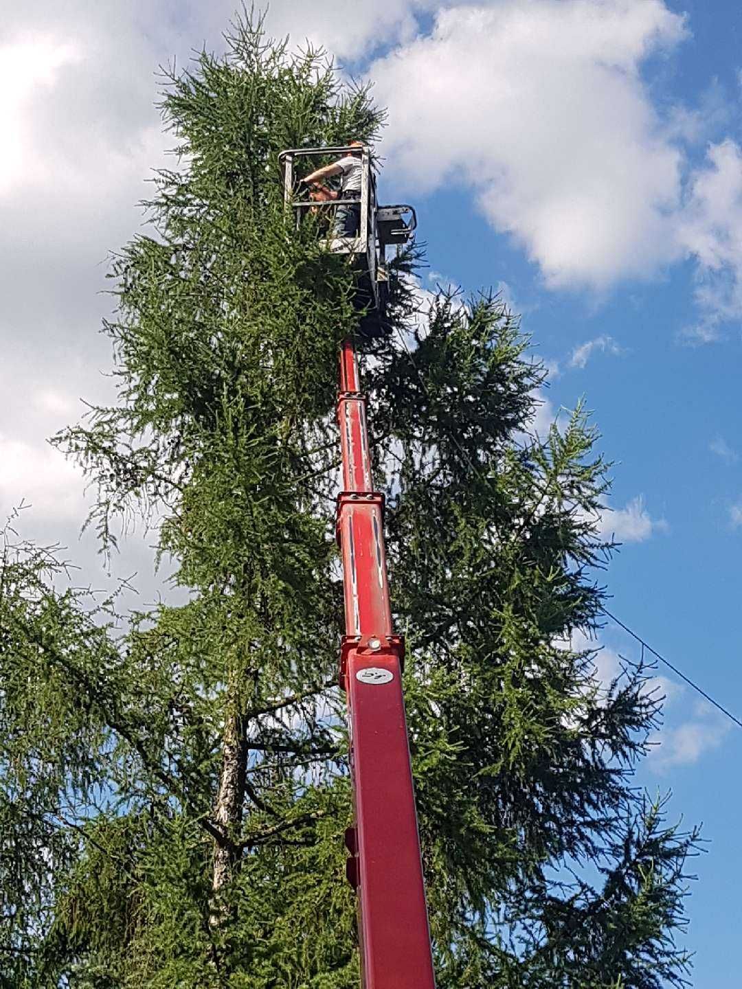 przycinanie drzew wycinka ciecie opalu