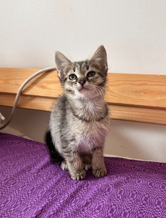 Scottish straight menina