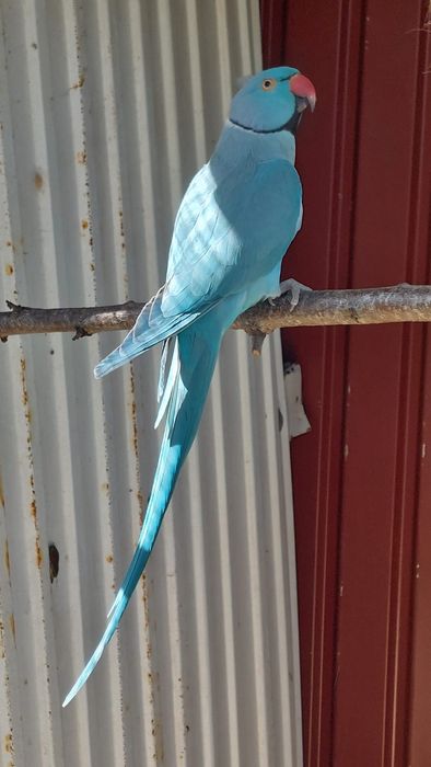 Ring neck macho azul