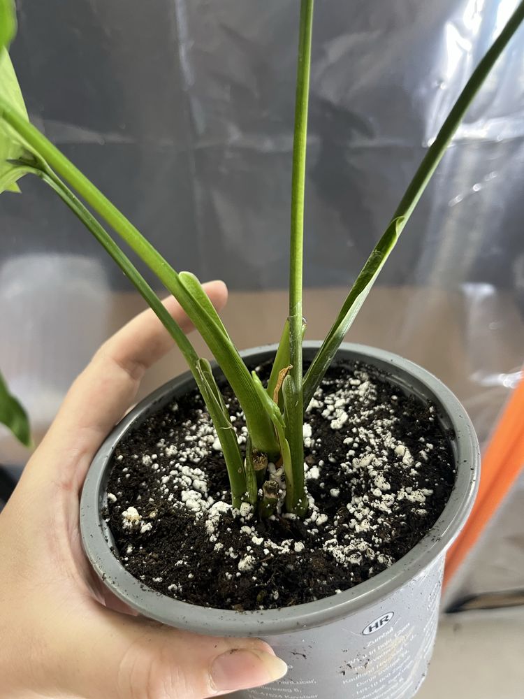 Syngonium emerald gem variegata regres