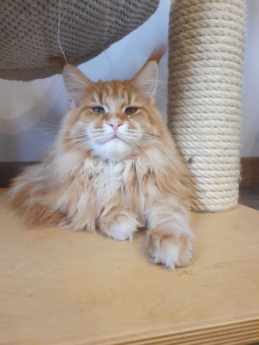 Sprzedam kotkę czarną Maine Coon