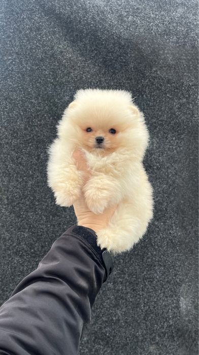 Померанский шпиц щенок мальчик