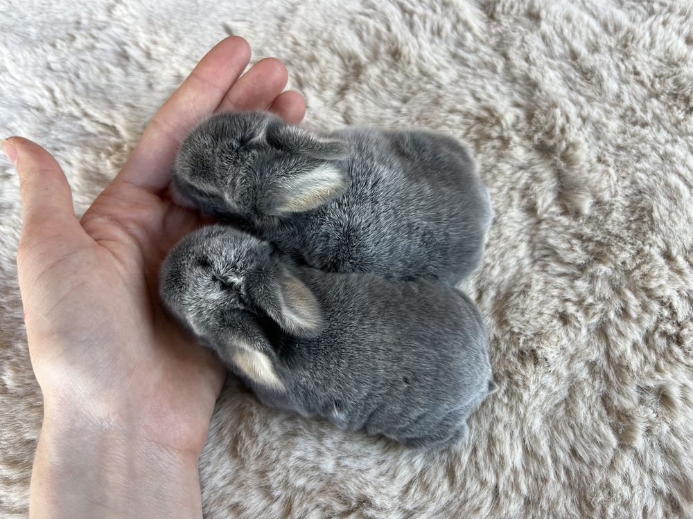Karzełek Baranek/Mini Lop - Rodowód/Metryka Królik Króliki
