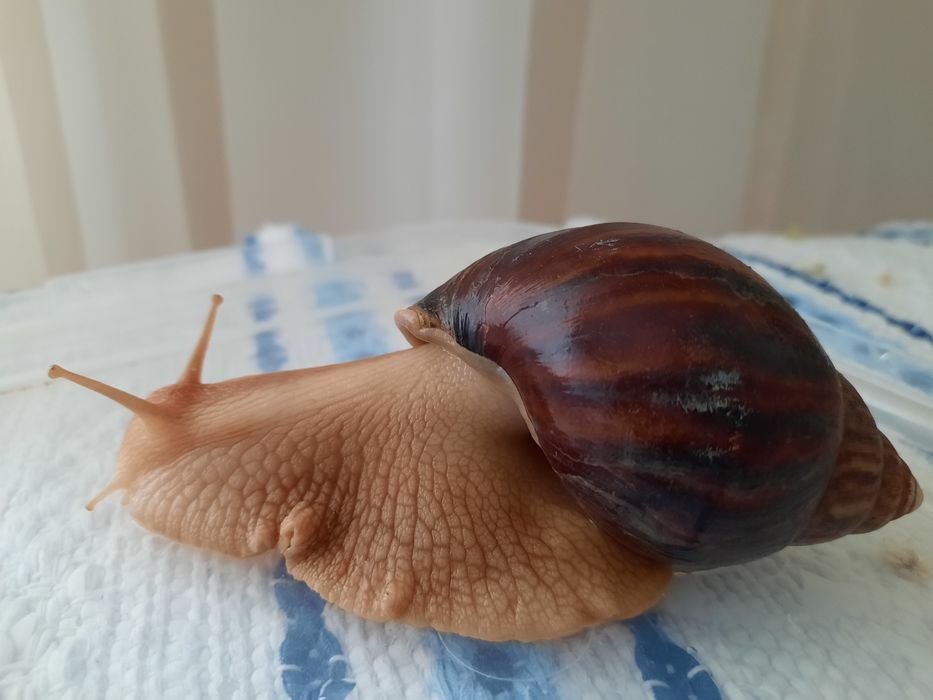 Взрослая пара улиток Ахатин
