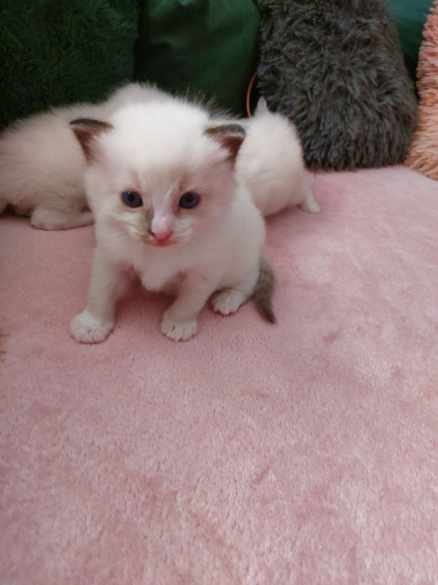Miot U  Ragdoll do rezerwacji