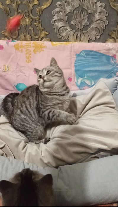 Шотландська дівчинка скотіш страйт