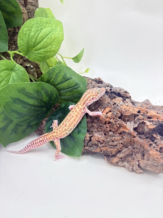 Gekon Lamparci (Eublepharis macularius)