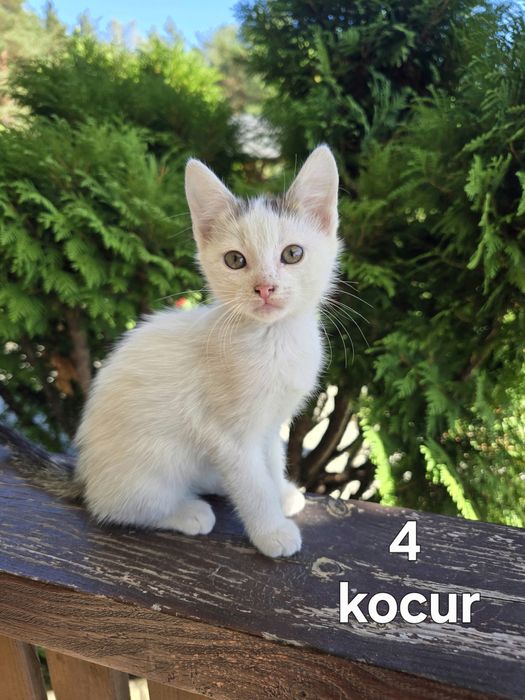 Oddam kotki w dobre ręce
