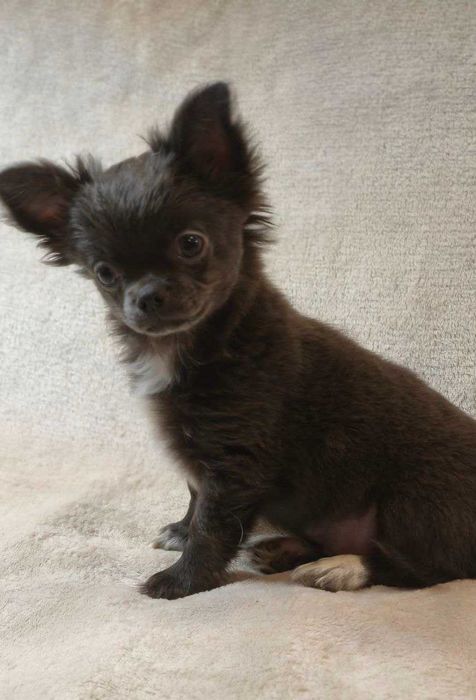 Шикарний хлопчик на ім'я "Араміс"