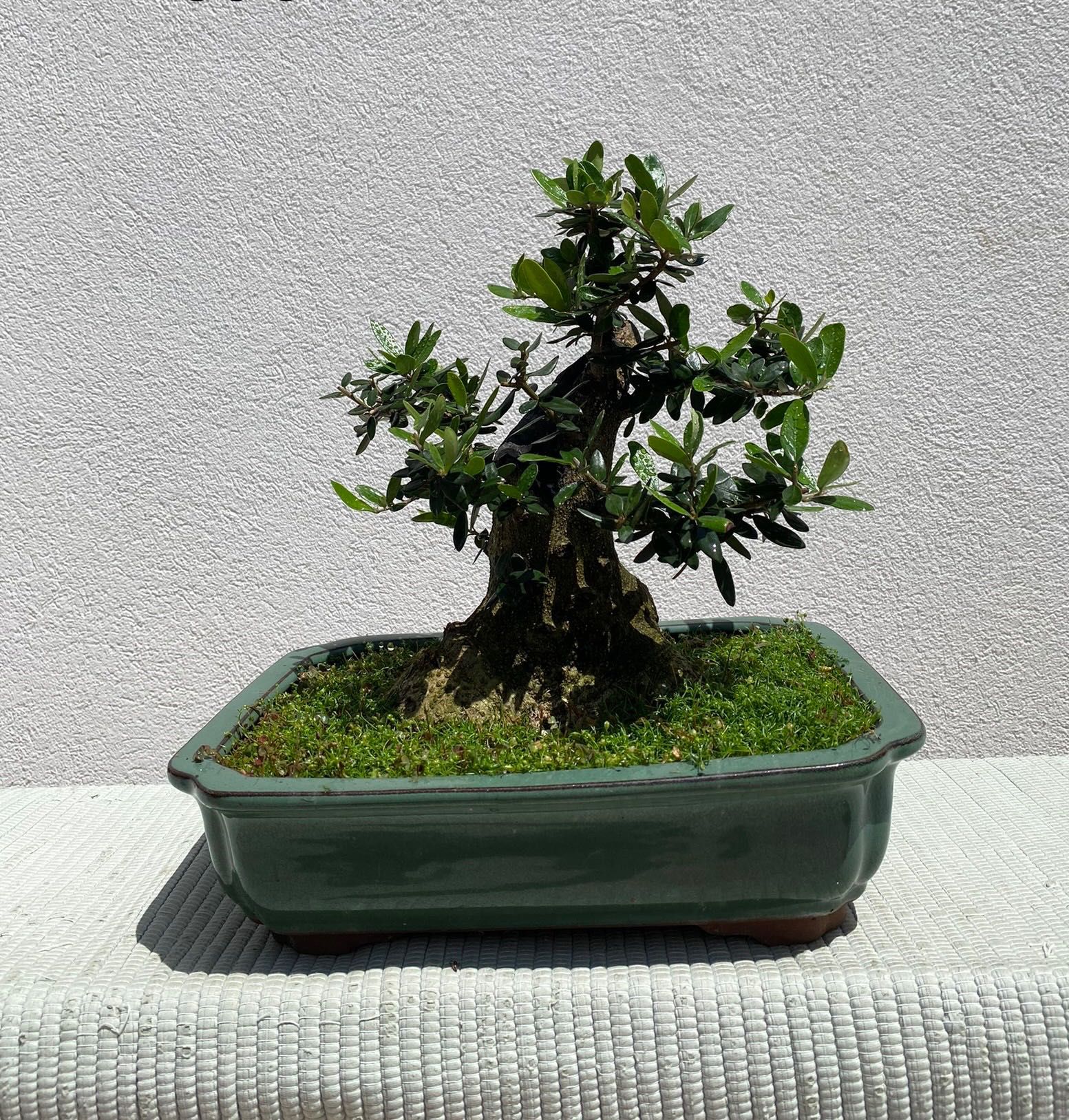 Bonsai de Oliveira