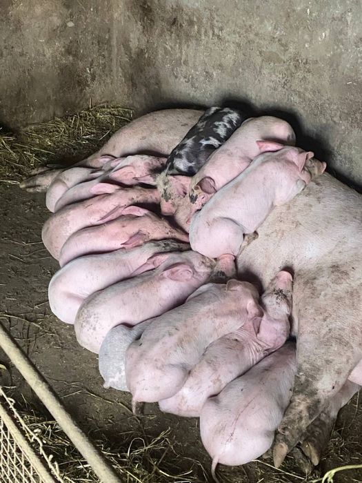 Продаю мʼясних поросят