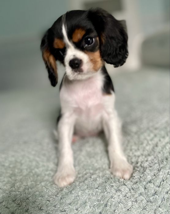 Cavalier king charles spaniel/ samiec