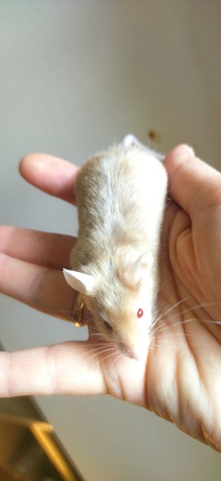 Блискуча атласна декоративна миша