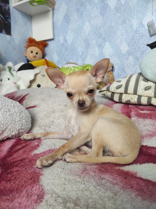 ЧУДО мини чихуашечка!!!