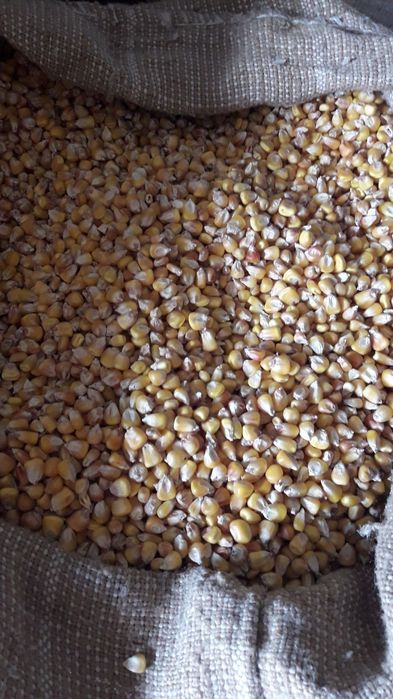 Кукуруза/ограничено