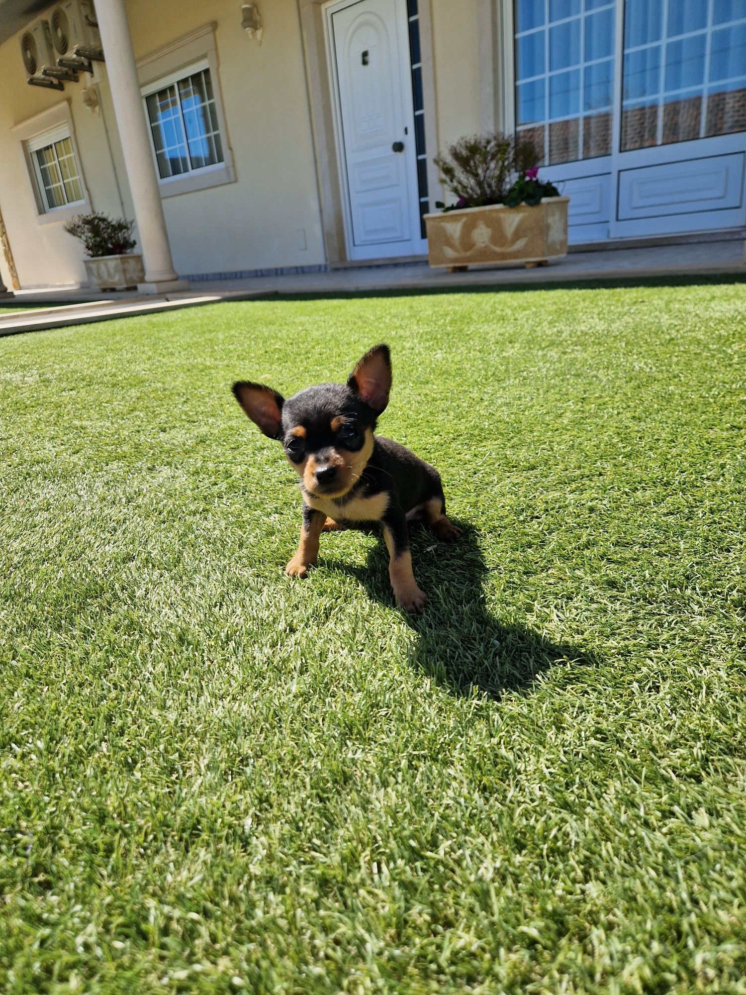 Pinscher macho miniatura