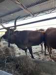 Vacas barrosas puras