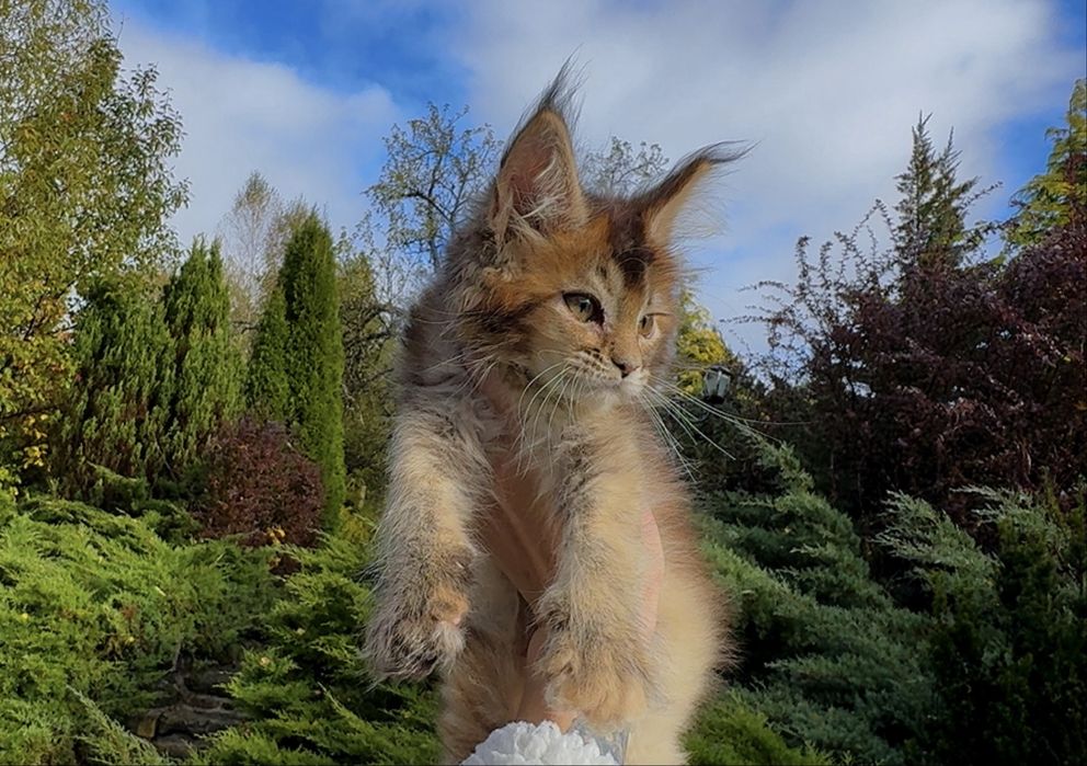 Мейн-Кун,Редкий Рысий Окрас,мальчики,котята
