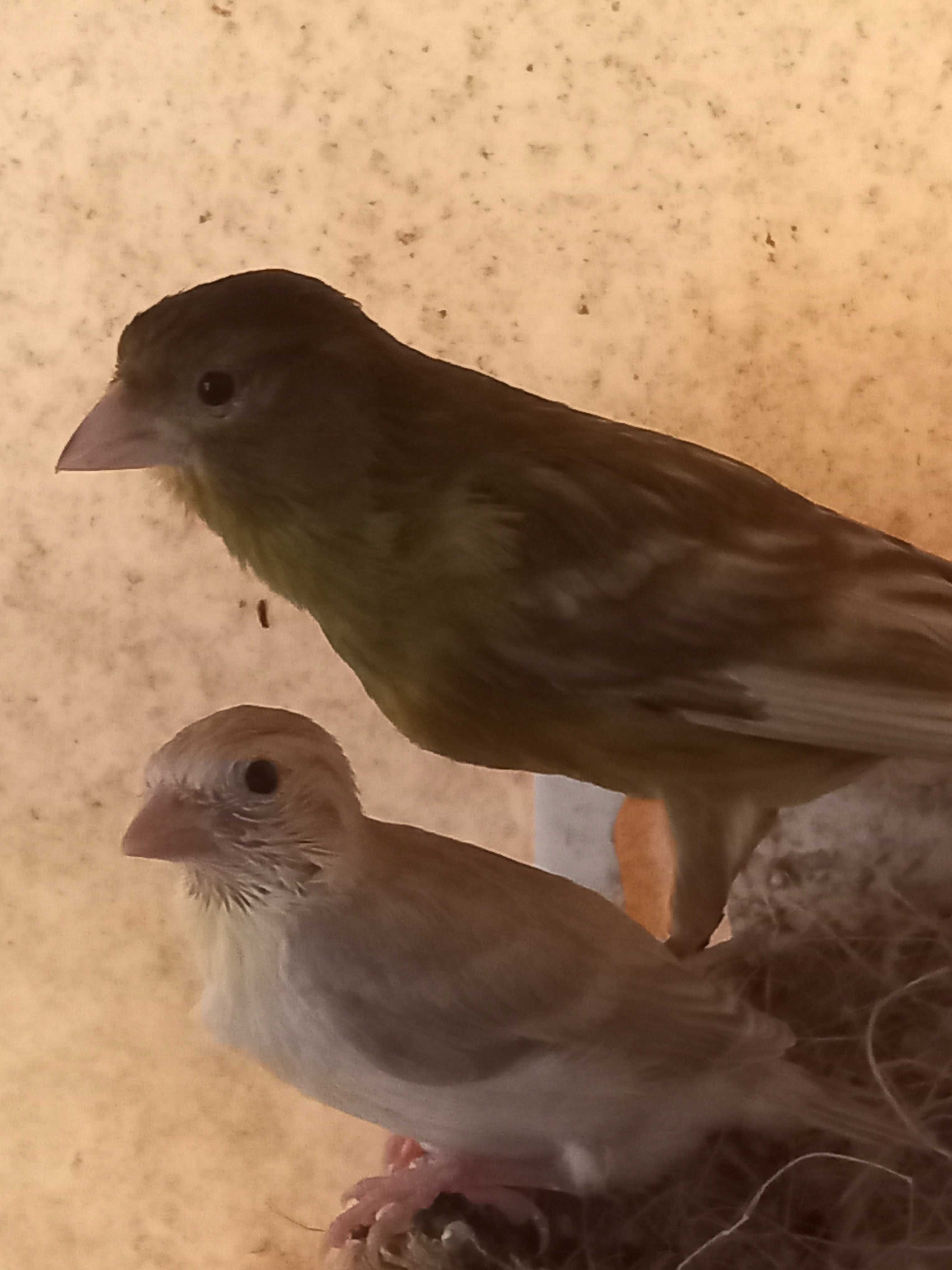 Aves magnificas raca espanhola e canario da Madeira .