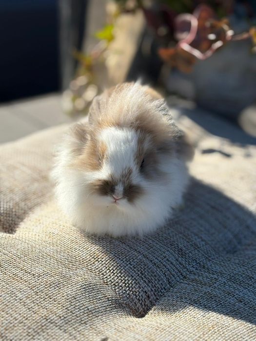 Królik karzełek miniaturka mini lop mini rex tedy kuwetujący