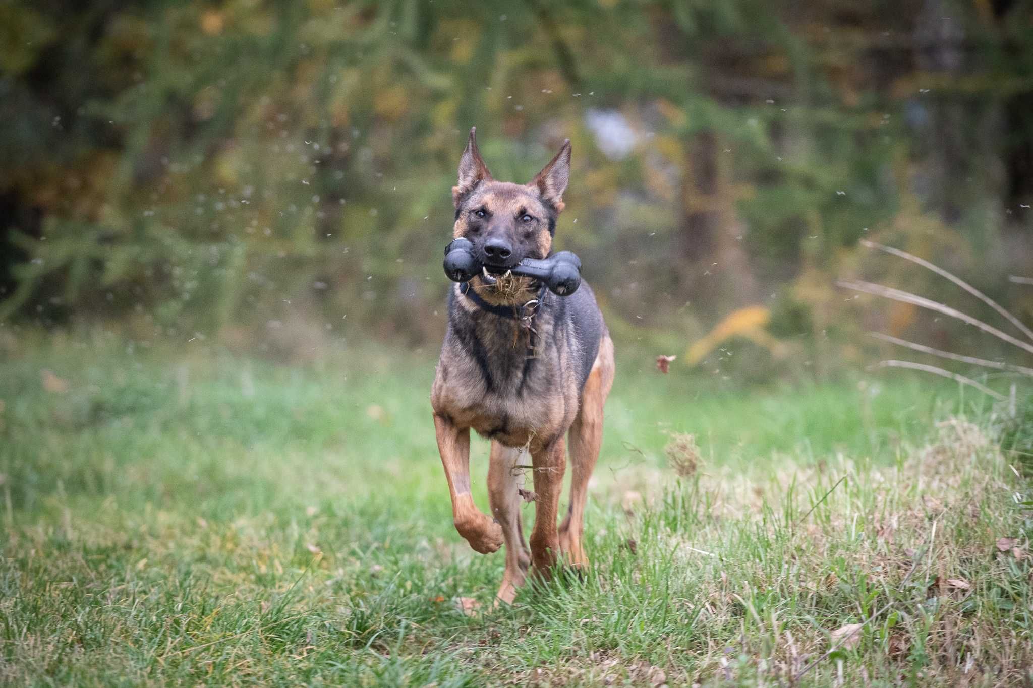 Uran - czysta energia. Owczarek belgijski malinois