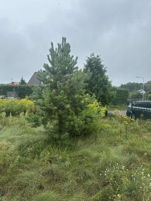 Tuje i sosny oddam za darmo