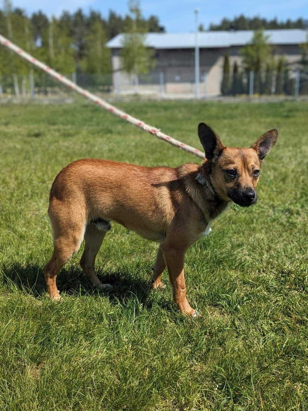 Alarm!!Kto pokocha 2/3 let.Marsika malutkiego psiaczka Kasia Grom.