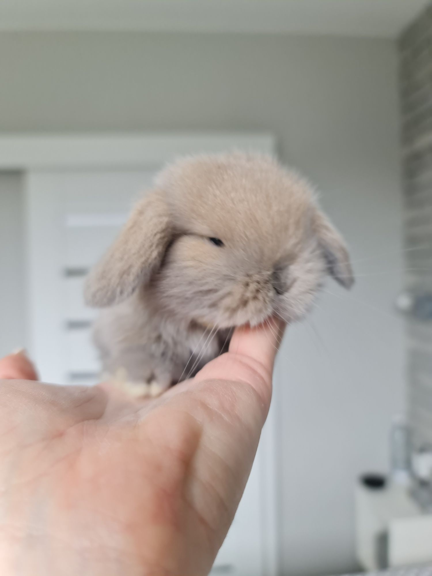 Mini lop królik króliczek miniaturka baranek  hodowla czip