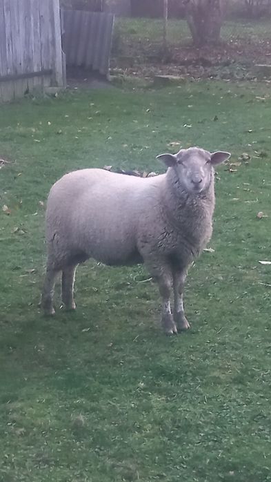 Baran Tryk Owca Jagnie