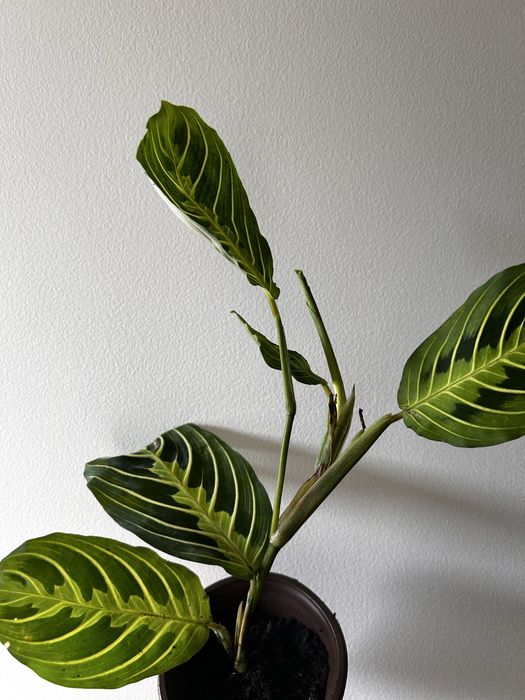 Maranta lemon lime