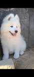 Szczeniaczek rasy Samoyed ZKwP FCI. Już do odbioru ;) Zapraszamy :)