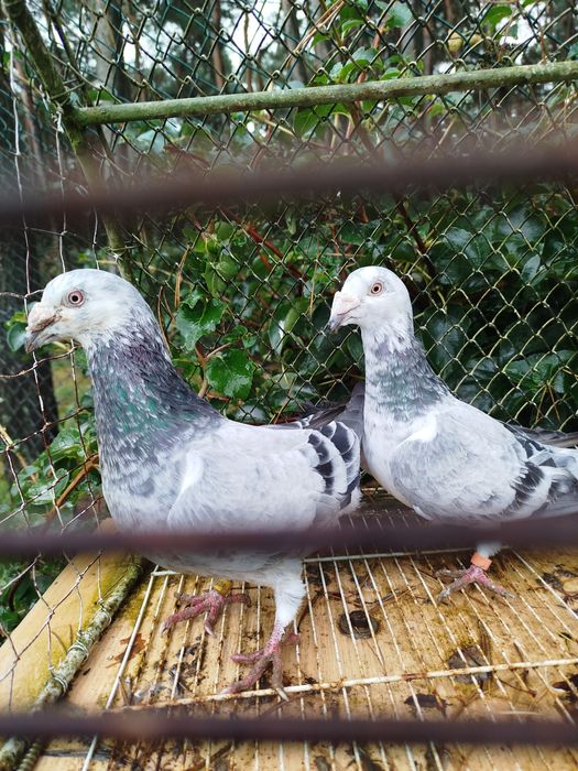 Gołębie Staropolskie- Młode po tej parze z 2025 r likwid