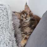Maine coon przepiekna kotka  Maine coon