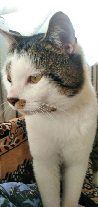 Кіт в добрі руки