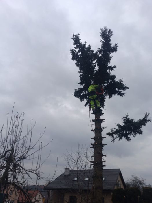 Wycinka drzew, uslugi rębakiem, wycinka tui , frezowanie pni, koszenie