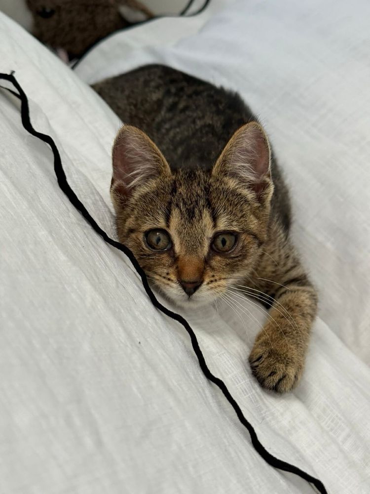 Kotki do adopcji Feniks Uno oddam za darmo