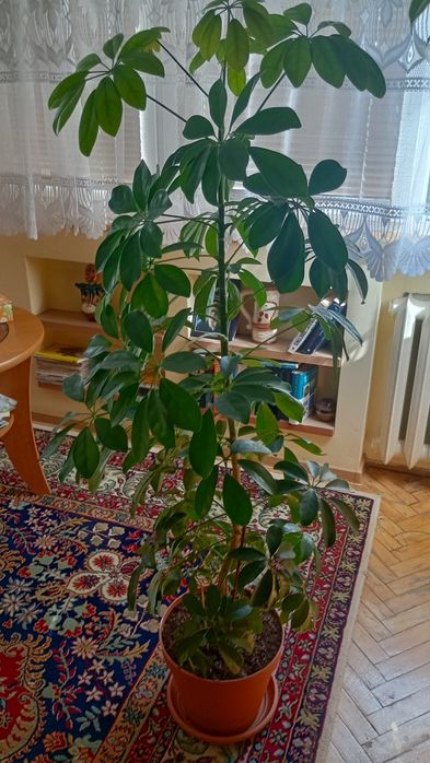 Kwiat doniczkowy Szeflera.