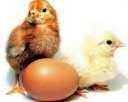 Со-ссо (кольоровий бройлер) інкубаційне яйце