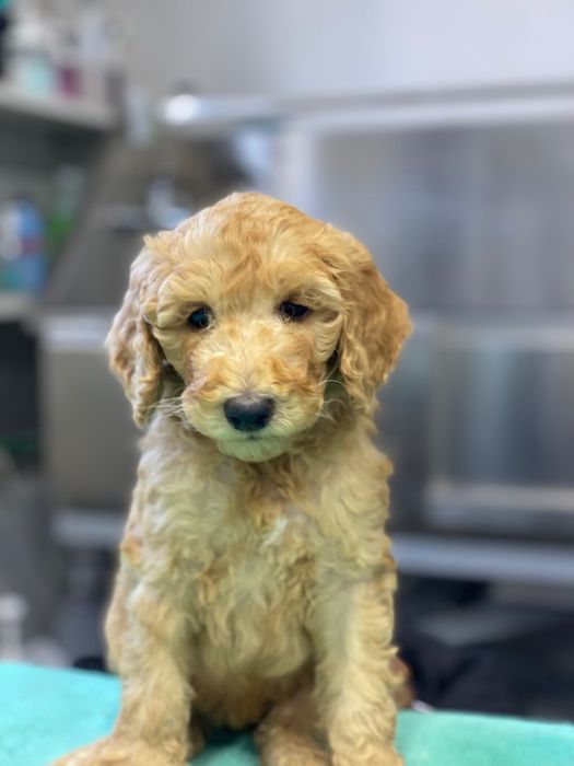 Linda bebê de Poodle Standard, pronta entrega, procura novo dono!!!