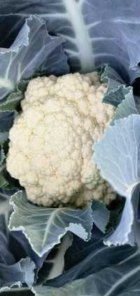 Warzywa kalafior brokuł kapusta cukinia cebula
