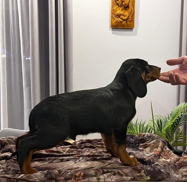 Gończy Słowacki ZKWP