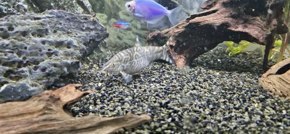 Bocja siatkowana zamienię