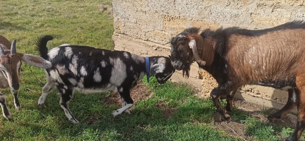 Англо-нубийский козел ( для вязки)