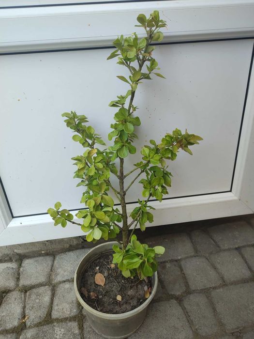 бересклет     кущ